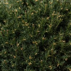 Taxus Baccata – Topiary -Plant Discount Store TAX B30 5 scaled 1