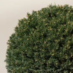 Taxus Baccata – Topiary -Plant Discount Store TAX B30 6 scaled 1