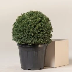 Taxus Baccata – Topiary -Plant Discount Store TAX B30 7 scaled 1