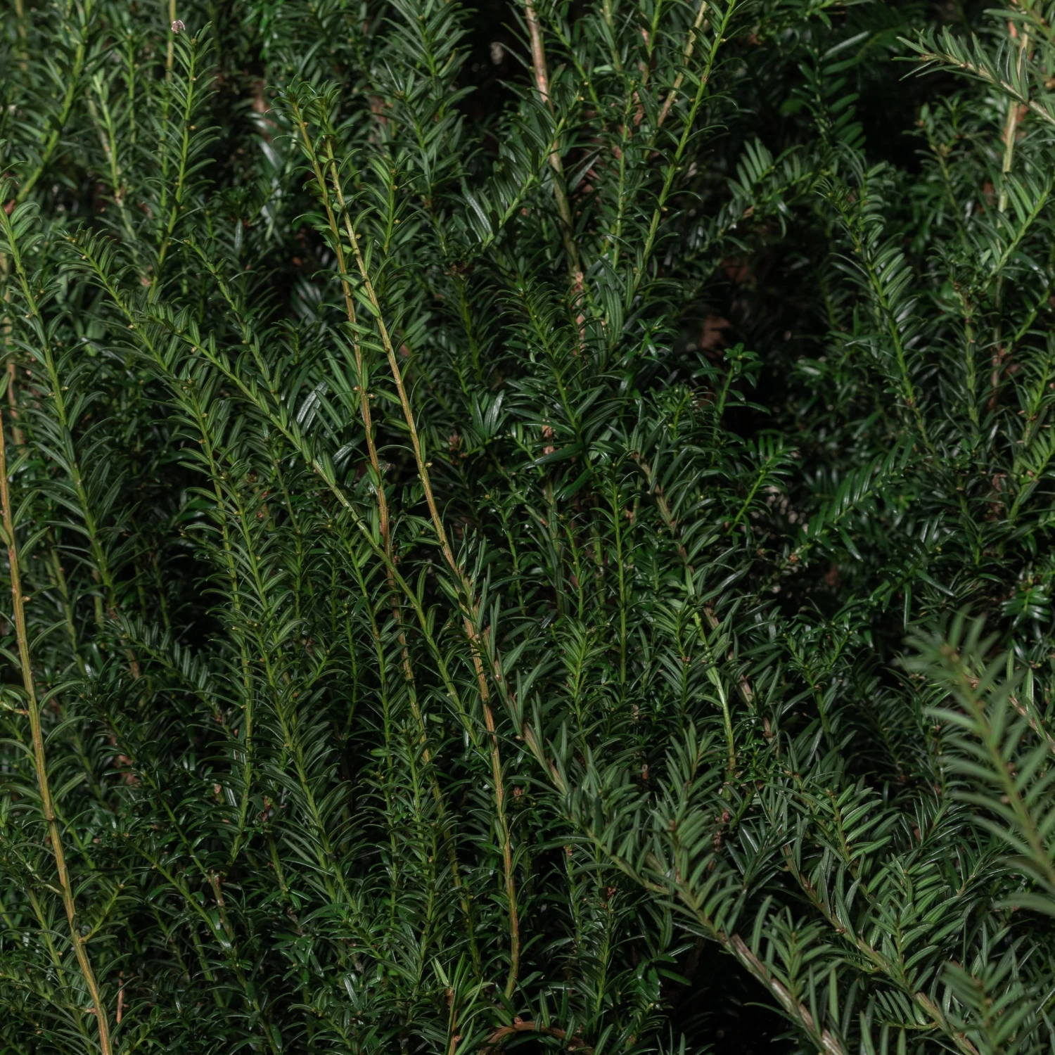 Taxus Baccata – Natural Form 2 Taxus Baccata – Natural Form - Image 2