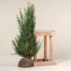 Taxus Baccata – Natural Form 10 Taxus Baccata – Natural Form -Plant Discount Store TBA 120 5 1 scaled 1