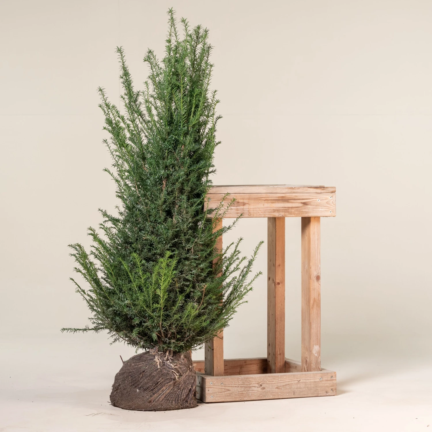 Taxus Baccata – Natural Form 4 Taxus Baccata – Natural Form - Image 4