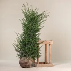 Taxus Baccata – Natural Form 12 Taxus Baccata – Natural Form -Plant Discount Store TBA 150 4 1 scaled 1