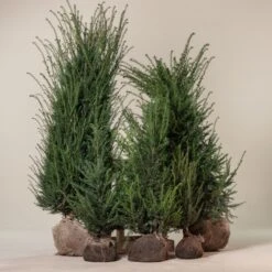 Taxus Baccata – Natural Form