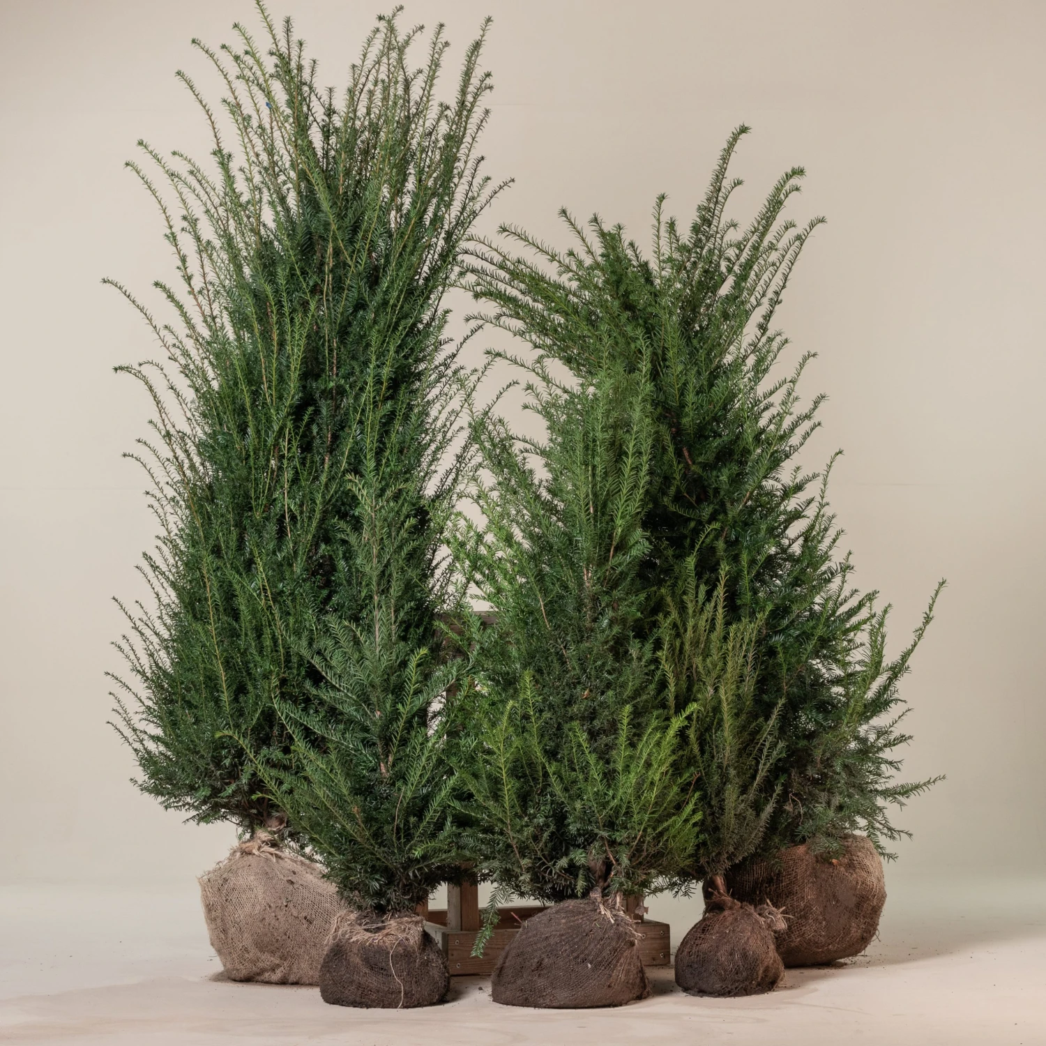 Taxus Baccata – Natural Form 1 Taxus Baccata – Natural Form