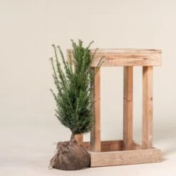 Taxus Baccata – Natural Form 9 Taxus Baccata – Natural Form -Plant Discount Store TBA 60 7 1 scaled 1