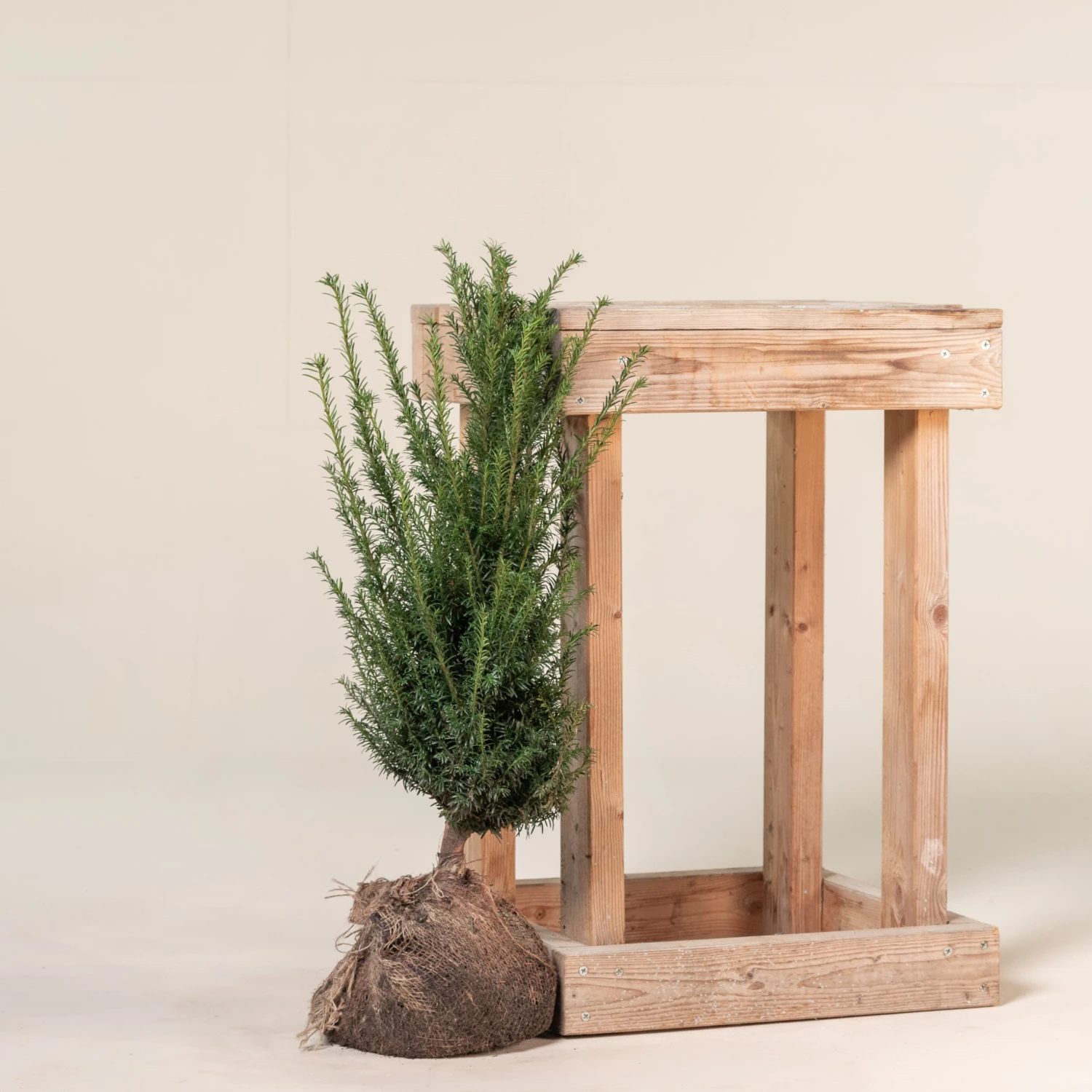 Taxus Baccata – Natural Form 3 Taxus Baccata – Natural Form - Image 3