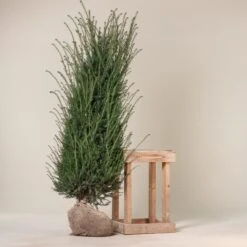 Taxus Baccata – Natural Form 13 Taxus Baccata – Natural Form -Plant Discount Store TBA 75 3 1 scaled 1