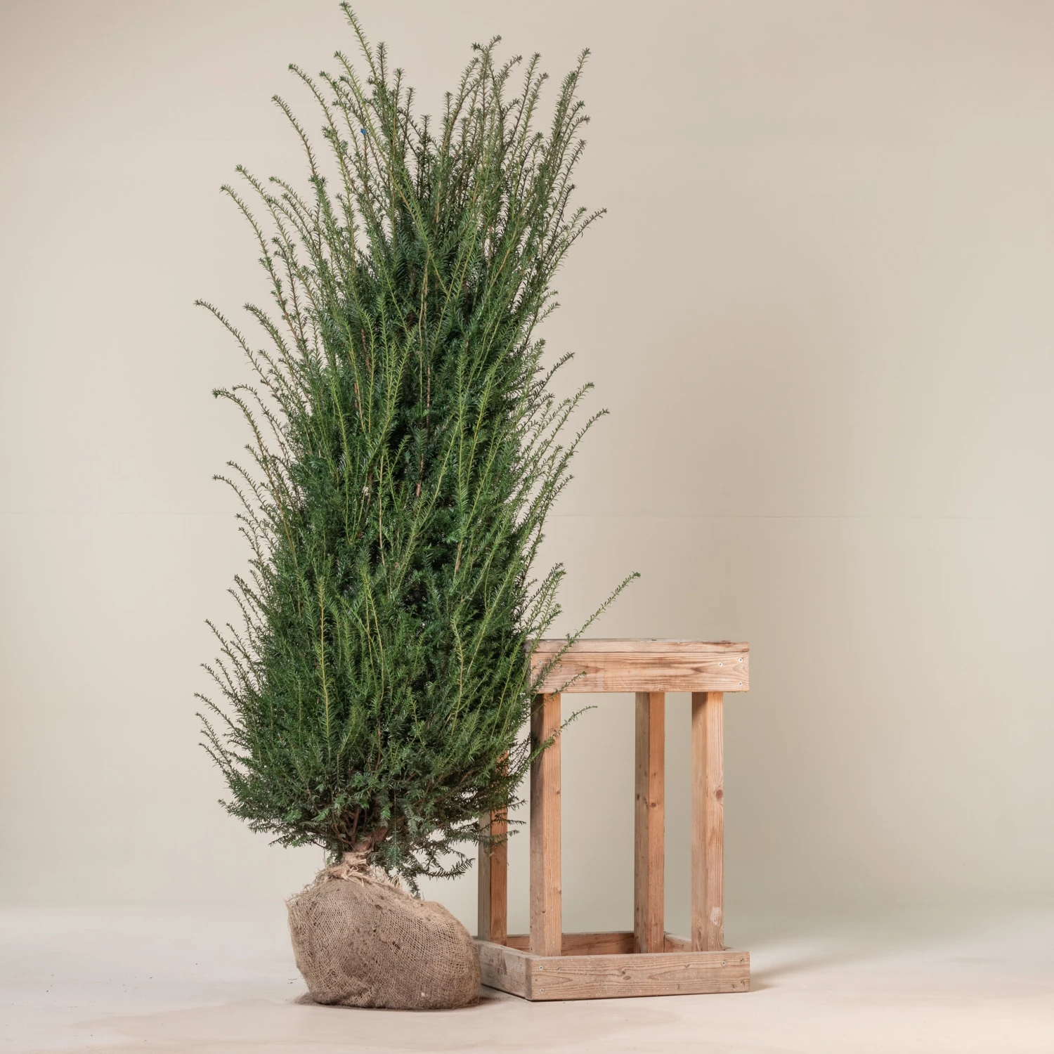 Taxus Baccata – Natural Form 7 Taxus Baccata – Natural Form - Image 7