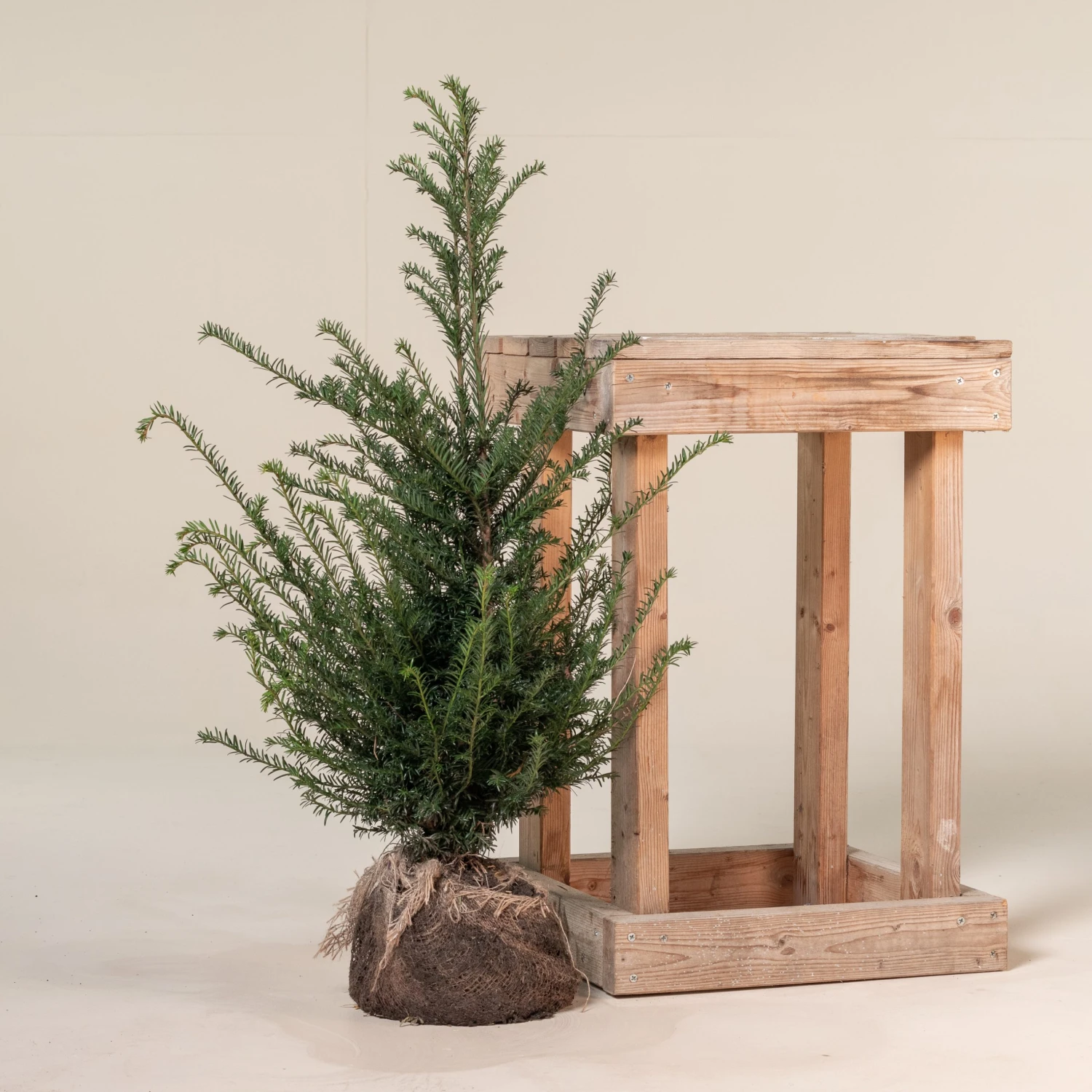 Taxus Baccata – Natural Form 5 Taxus Baccata – Natural Form - Image 5