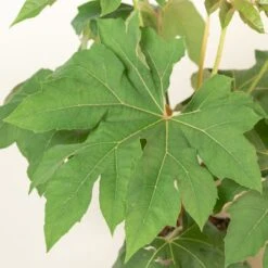 Tetrapanax Papyrifer ‘Rex’ 13 Tetrapanax Papyrifer ‘Rex’ -Plant Discount Store TEP 10 2 2 scaled 2