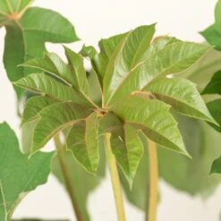 Tetrapanax Papyrifer 24 Tetrapanax Papyrifer -Plant Discount Store TEP 10 3 2 scaled 1