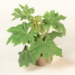 Tetrapanax Papyrifer ‘Rex’ 15 Tetrapanax Papyrifer ‘Rex’ -Plant Discount Store TEP 10 4 2 scaled 2