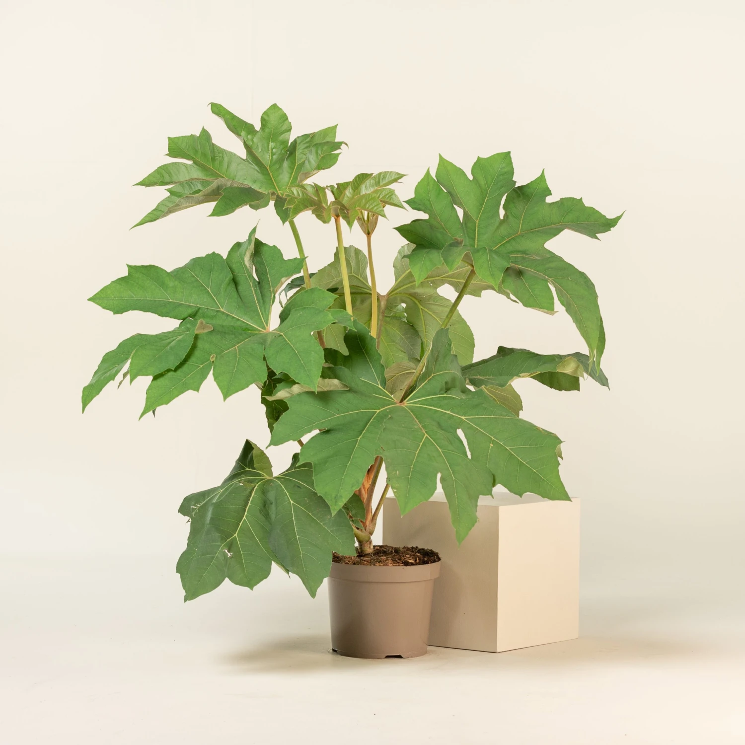 Tetrapanax Papyrifer 1 Tetrapanax Papyrifer