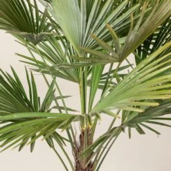 Trachycarpus Fortunei -Plant Discount Store TFO 10 scaled 1
