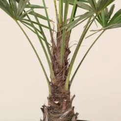 Trachycarpus Fortunei -Plant Discount Store TFO 11 scaled 1