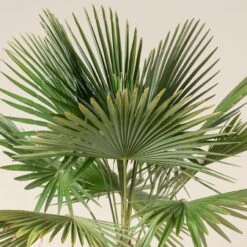 Trachycarpus Fortunei -Plant Discount Store TFO 14 scaled 1