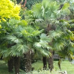 Trachycarpus Fortunei -Plant Discount Store TFO 18 1 scaled 1