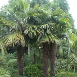 Trachycarpus Fortunei -Plant Discount Store TFO 20 1 scaled 1