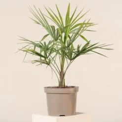 Trachycarpus Fortunei -Plant Discount Store TFO 4 scaled 1