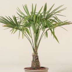 Trachycarpus Fortunei -Plant Discount Store TFO 7 scaled 1