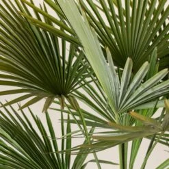 Trachycarpus Fortunei -Plant Discount Store TFO 9 scaled 1