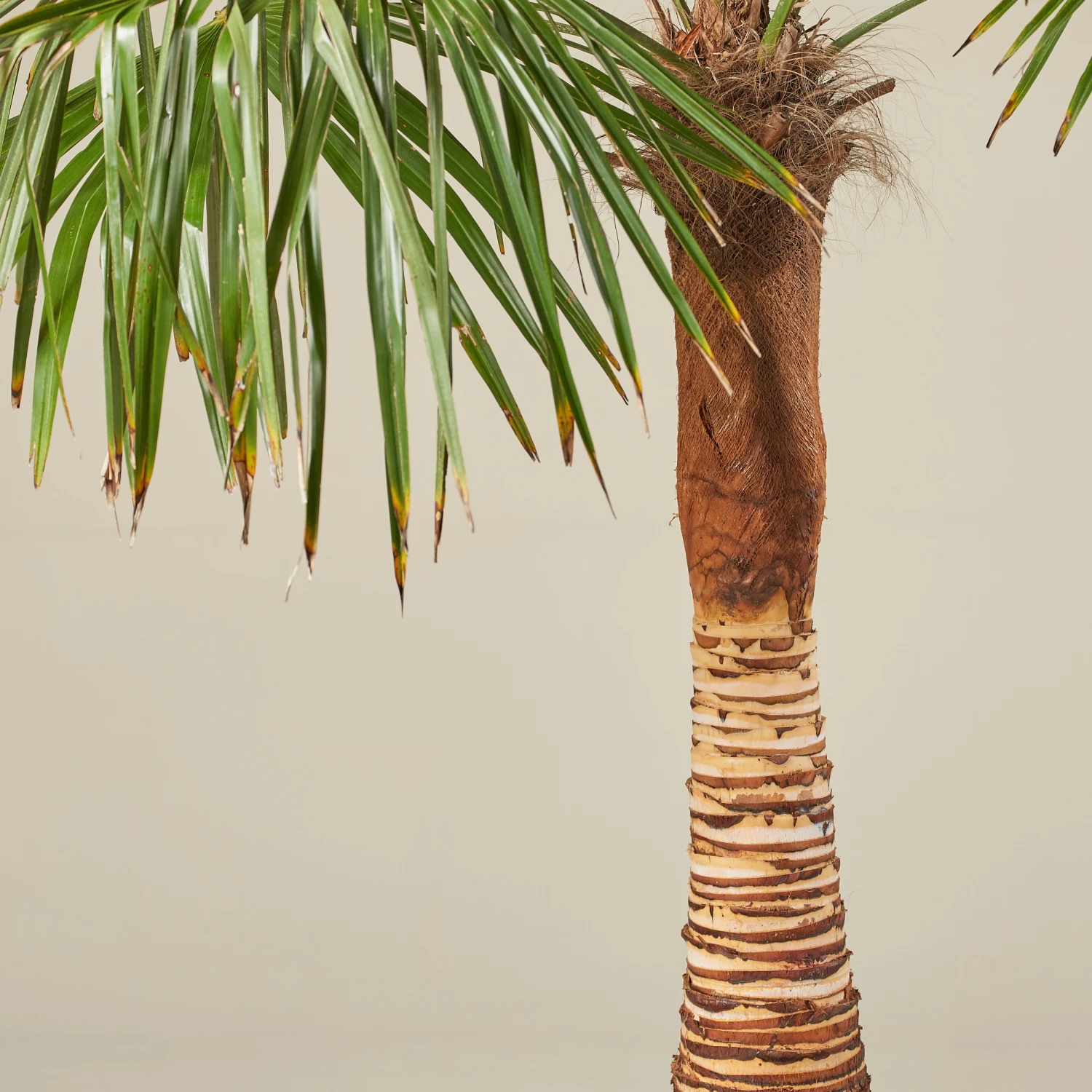 Trachycarpus Fortunei – Stripped Trunk 2 Trachycarpus Fortunei – Stripped Trunk - Image 2