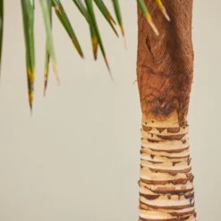 Trachycarpus Fortunei – Stripped Trunk 6 Trachycarpus Fortunei – Stripped Trunk -Plant Discount Store TFS 60ec243c335c9