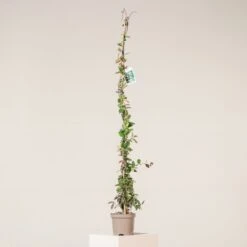 Trachelospermum Jasminoides -Plant Discount Store TJA 3 scaled 1