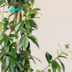 Trachelospermum Jasminoides -Plant Discount Store TJA 7.5 1 scaled 1