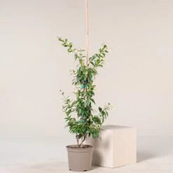 Trachelospermum Jasminoides -Plant Discount Store TJA 7.5 3 scaled 1