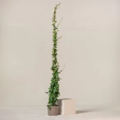 Trachelospermum Jasminoides -Plant Discount Store TJA 9 1 scaled 1