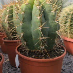 Trichocereus Terschekii 7 Trichocereus Terschekii -Plant Discount Store TRT 3 6132468a9b7b4