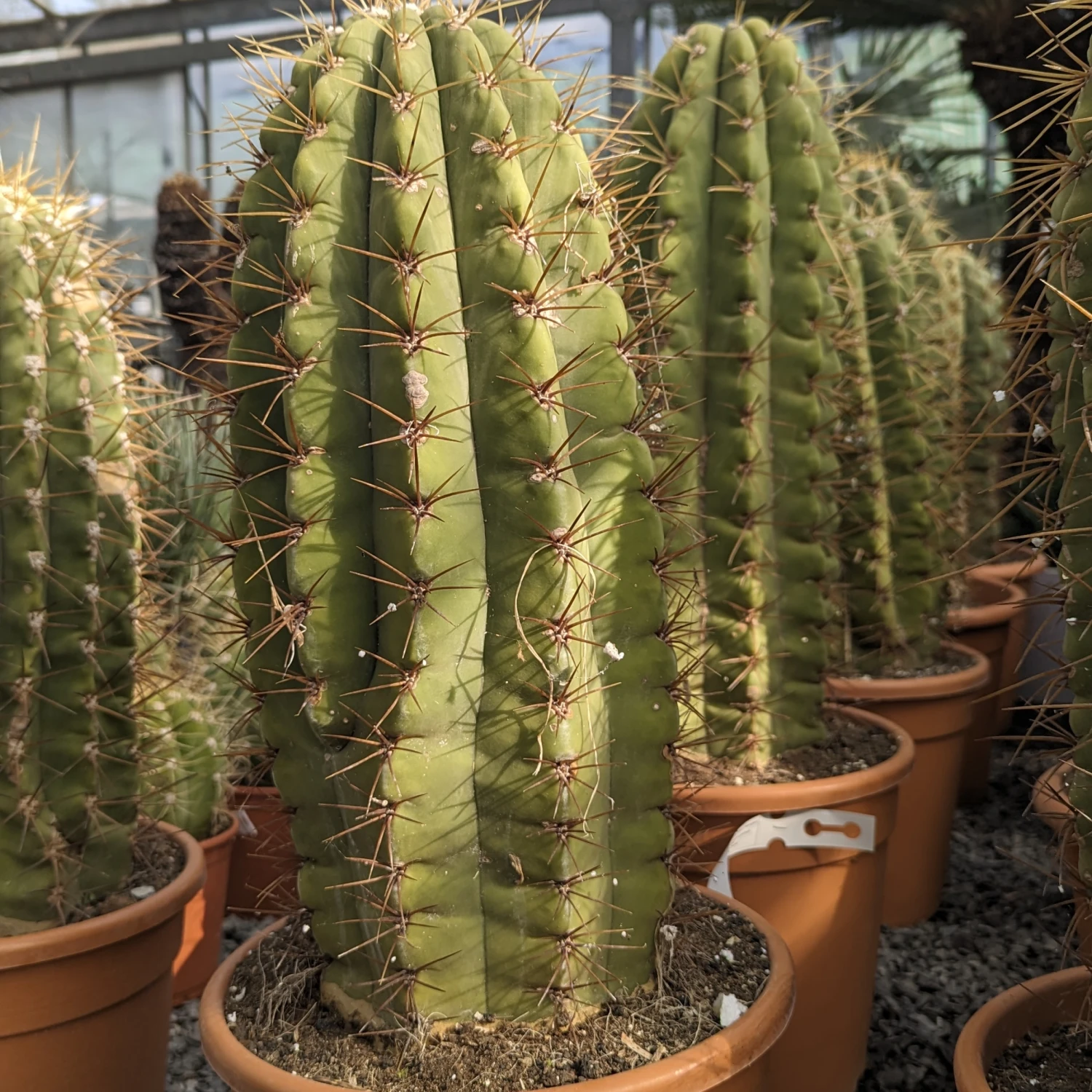 Trichocereus Terschekii 2 Trichocereus Terschekii - Image 2