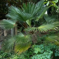 Trachycarpus Wagnerianus 11 Trachycarpus Wagnerianus -Plant Discount Store TWA 1 scaled 1