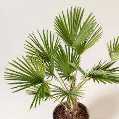 Trachycarpus Wagnerianus 13 Trachycarpus Wagnerianus -Plant Discount Store TWA 3