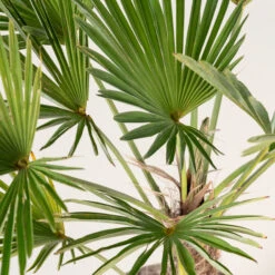 Trachycarpus Wagnerianus 12 Trachycarpus Wagnerianus -Plant Discount Store TWA 4