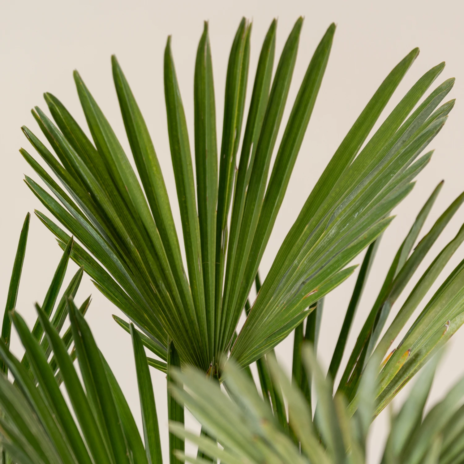 Trachycarpus Wagnerianus 7 Trachycarpus Wagnerianus - Image 7