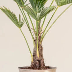 Trachycarpus Wagnerianus 10 Trachycarpus Wagnerianus -Plant Discount Store TWA 6