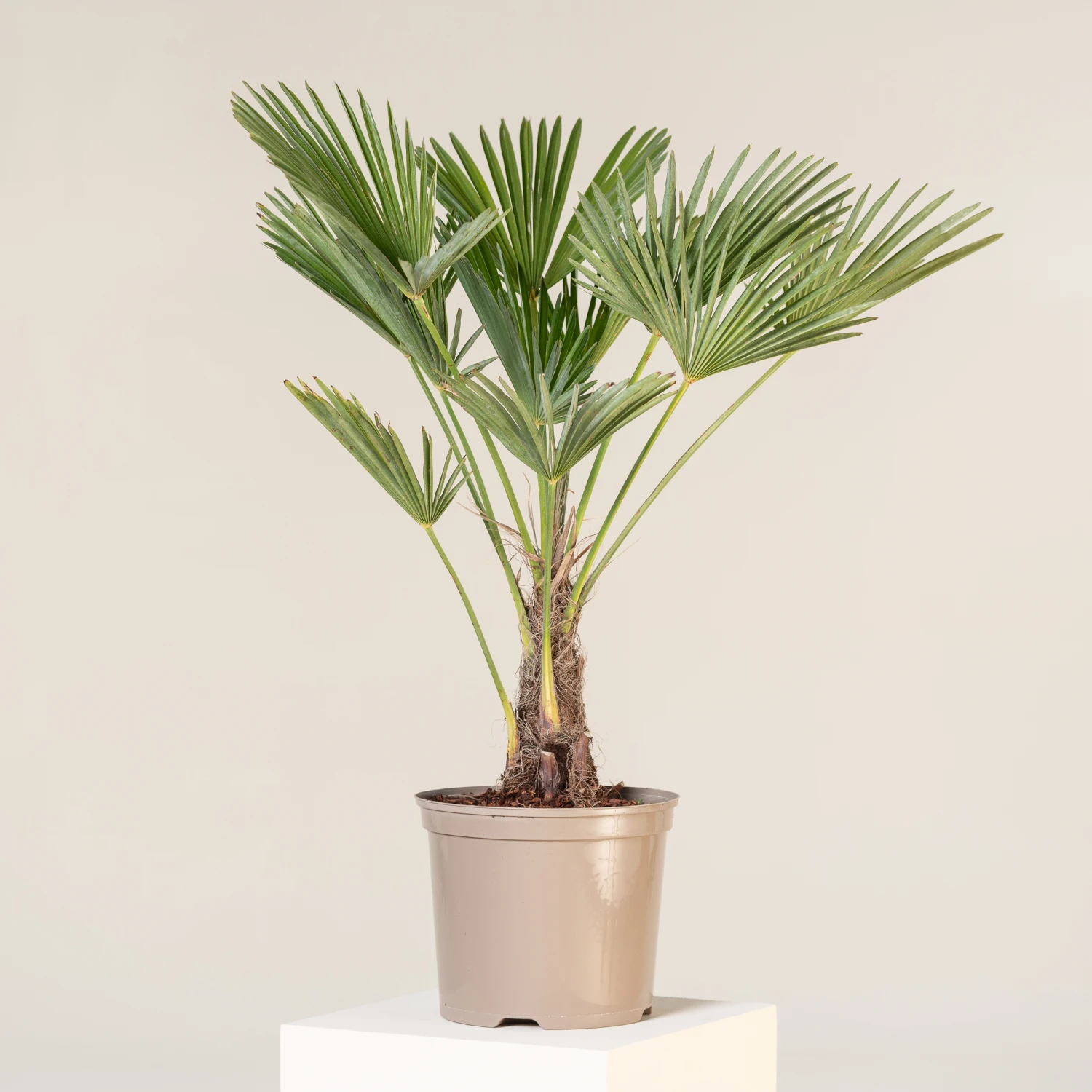 Trachycarpus Wagnerianus 1 Trachycarpus Wagnerianus