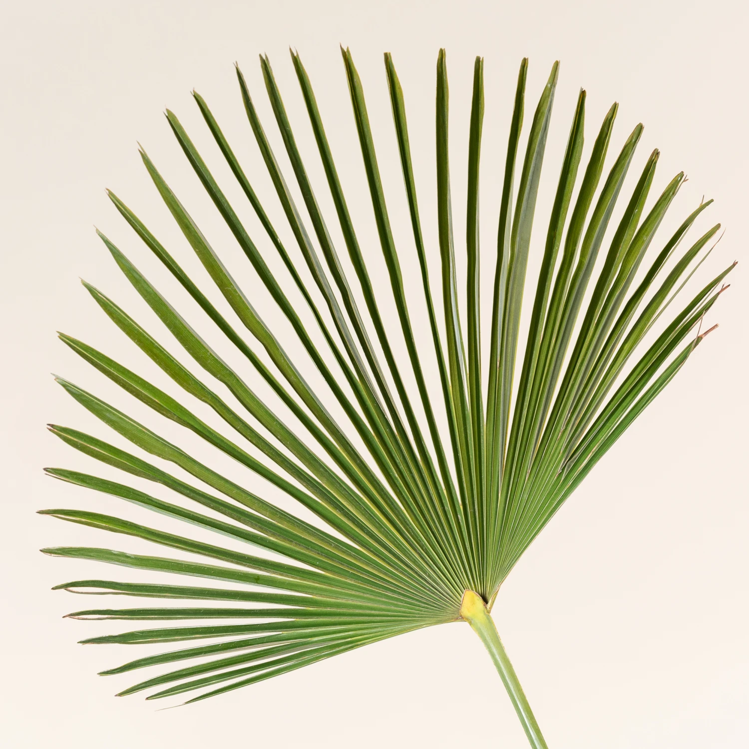 Trachycarpus Wagnerianus 2 Trachycarpus Wagnerianus - Image 2