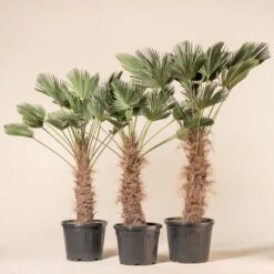 Trachycarpus Wagnerianus 15 Trachycarpus Wagnerianus -Plant Discount Store TWA 60a9441b50829