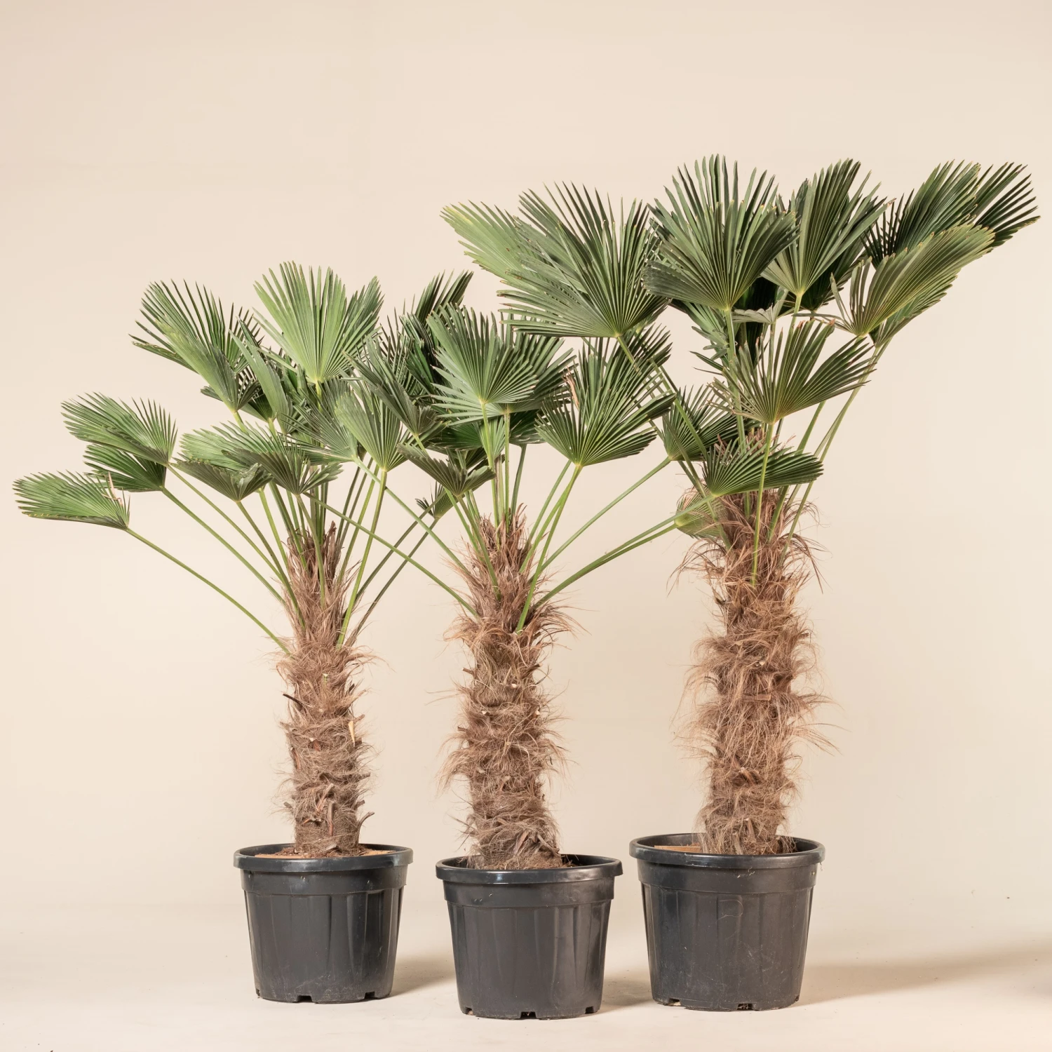 Trachycarpus Wagnerianus 8 Trachycarpus Wagnerianus - Image 8