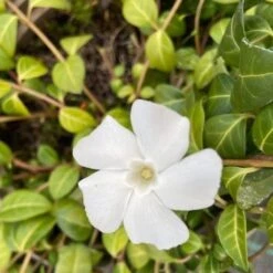 Vinca Minor ‘Alba’ 13 Vinca Minor ‘Alba’ -Plant Discount Store VIA 60a958c7088fe
