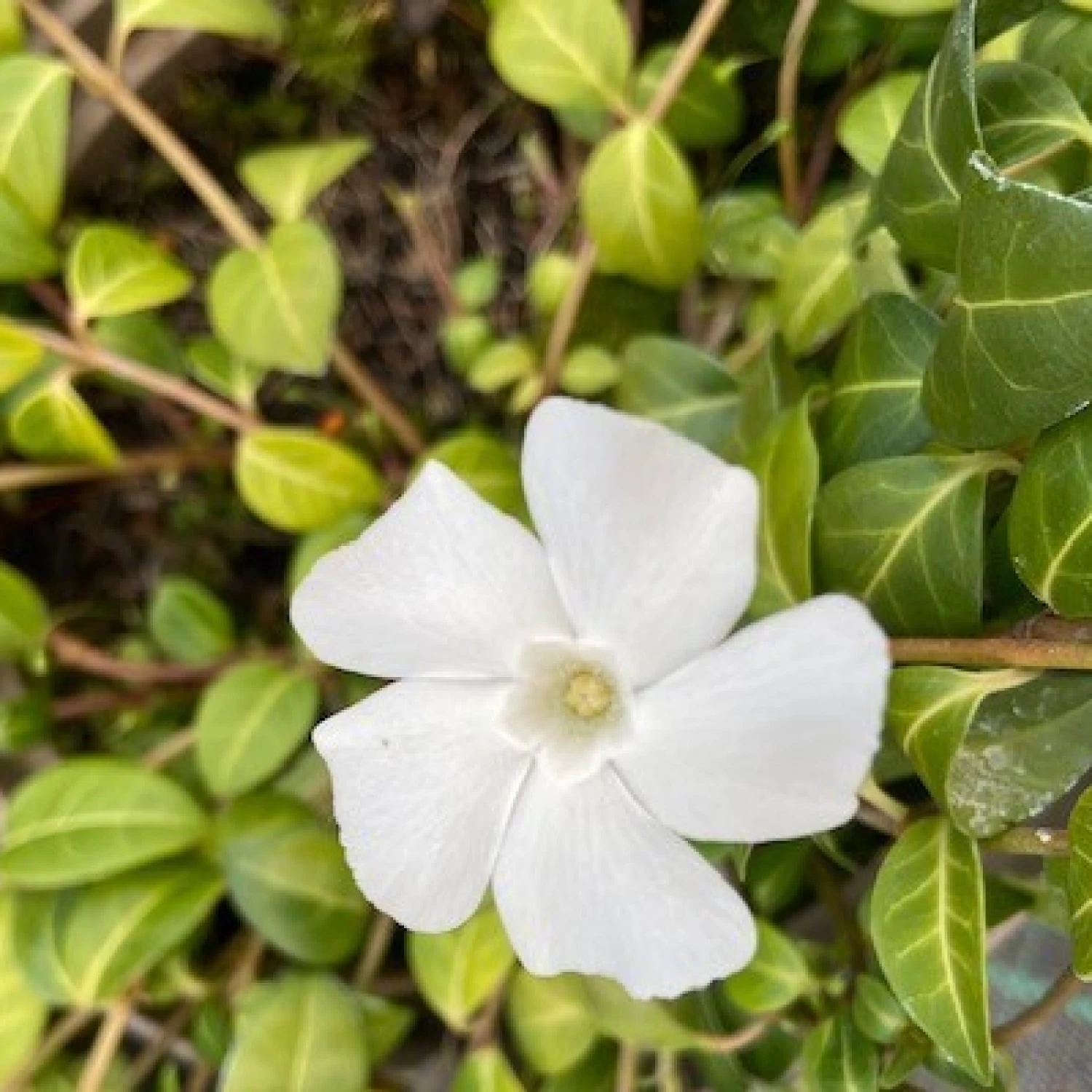Vinca Minor ‘Alba’ 6 Vinca Minor ‘Alba’ - Image 6