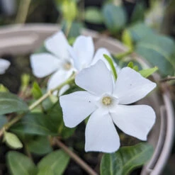 Vinca Minor ‘Alba’ 15 Vinca Minor ‘Alba’ -Plant Discount Store VIA 611baac4d6601
