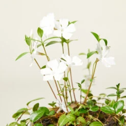 Vinca Minor ‘Alba’ 11 Vinca Minor ‘Alba’ -Plant Discount Store VIA 61389f84fcad2