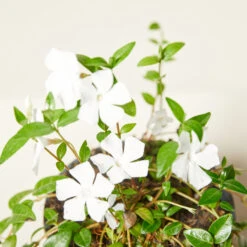 Vinca Minor ‘Alba’ 12 Vinca Minor ‘Alba’ -Plant Discount Store VIA 61389f8a22448