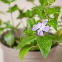 Vinca Major -Plant Discount Store VMA 60a93c9be84cb