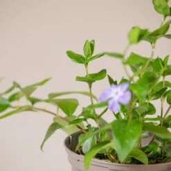 Vinca Major -Plant Discount Store VMA 60a93c9da5d8b